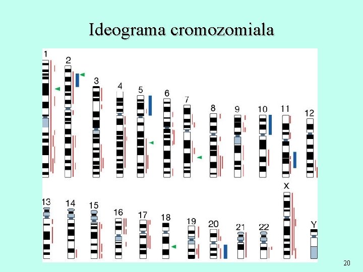 Ideograma cromozomiala 20 
