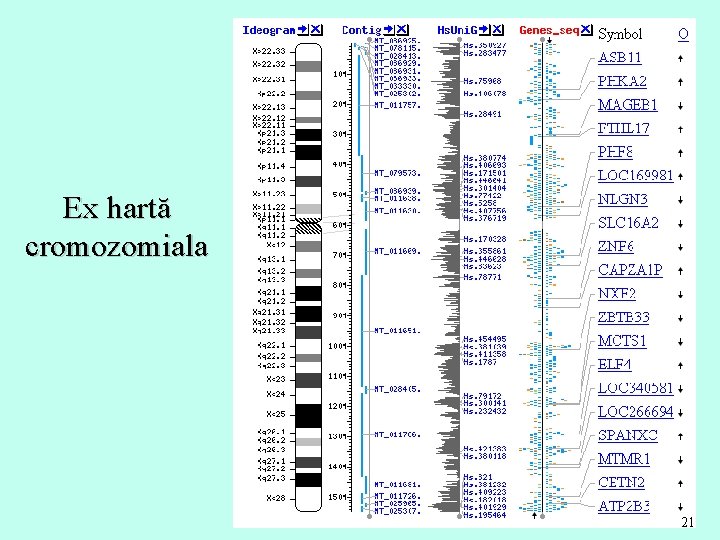 Ex hartă cromozomiala 21 