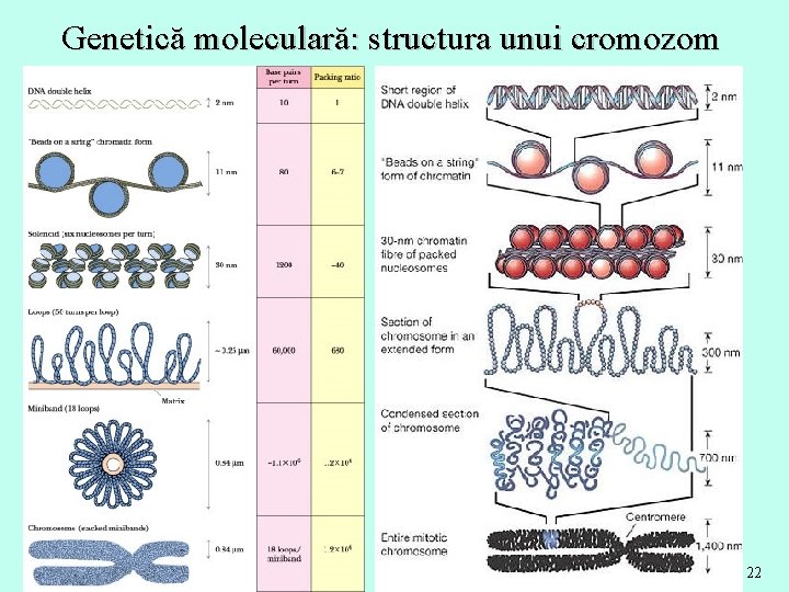 Genetică moleculară: structura unui cromozom 22 