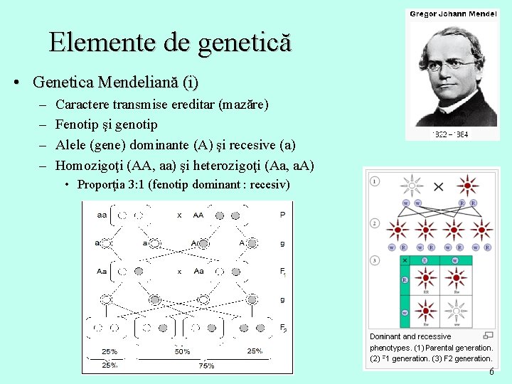 Elemente de genetică • Genetica Mendeliană (i) – – Caractere transmise ereditar (mazăre) Fenotip