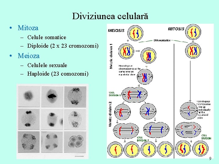 Diviziunea celulară • Mitoza – Celule somatice – Diploide (2 x 23 cromozomi) •