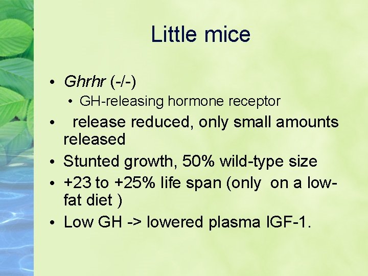 Little mice • Ghrhr (-/-) • GH-releasing hormone receptor release reduced, only small amounts