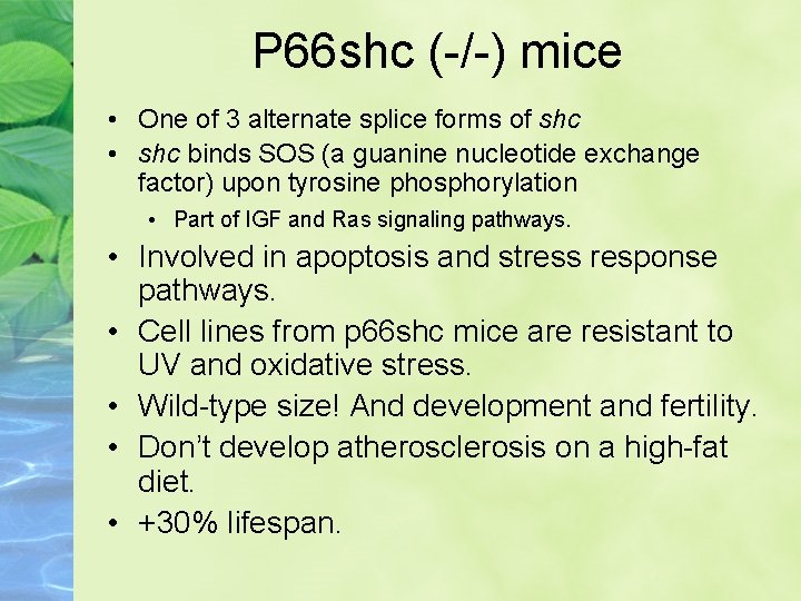 P 66 shc (-/-) mice • One of 3 alternate splice forms of shc