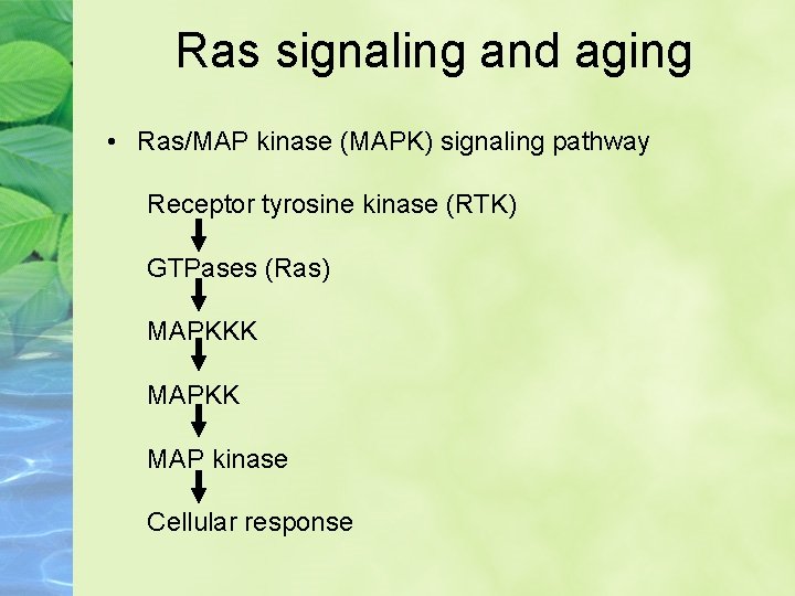 Ras signaling and aging • Ras/MAP kinase (MAPK) signaling pathway Receptor tyrosine kinase (RTK)
