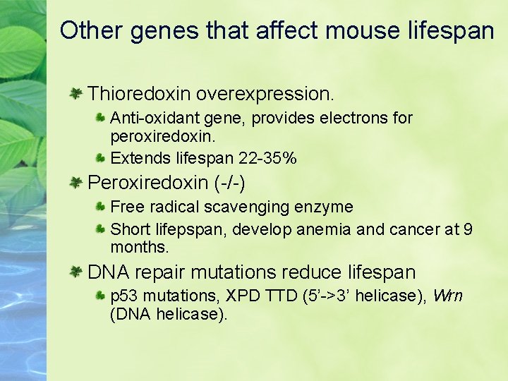 Other genes that affect mouse lifespan Thioredoxin overexpression. Anti-oxidant gene, provides electrons for peroxiredoxin.
