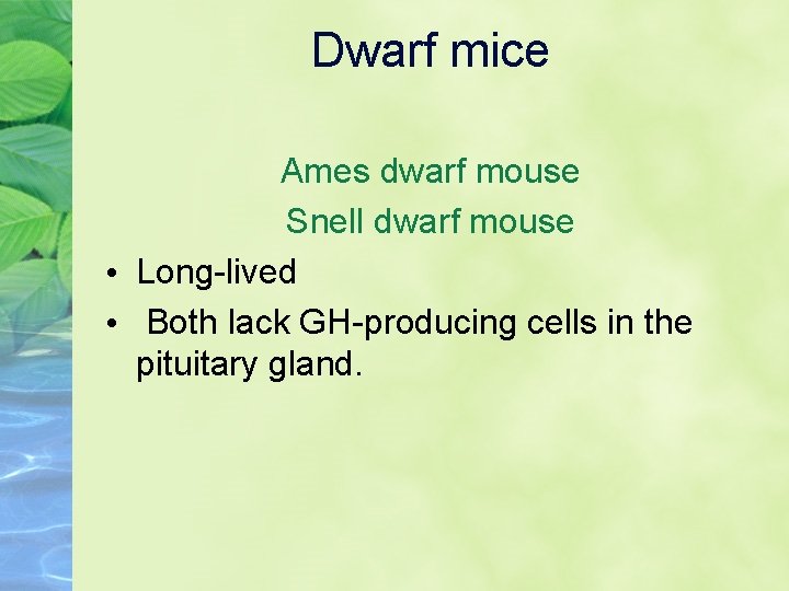 Dwarf mice Ames dwarf mouse Snell dwarf mouse • Long-lived • Both lack GH-producing