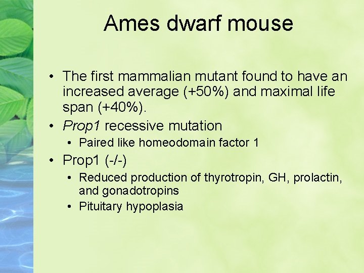 Ames dwarf mouse • The first mammalian mutant found to have an increased average