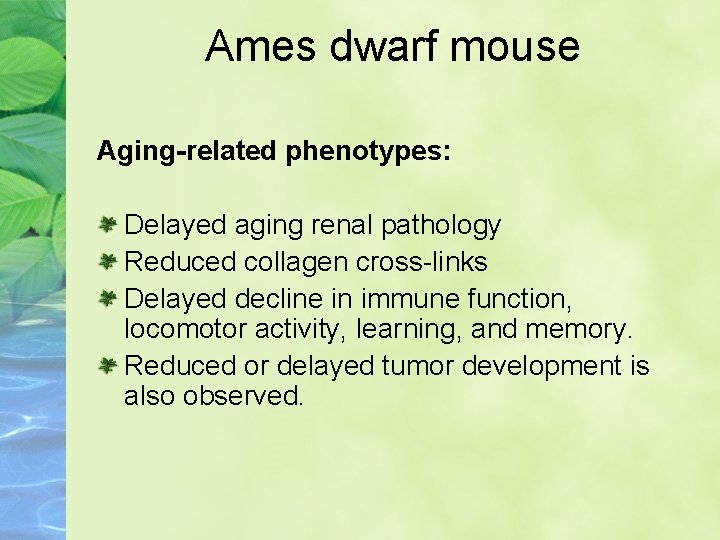 Ames dwarf mouse Aging-related phenotypes: Delayed aging renal pathology Reduced collagen cross-links Delayed decline