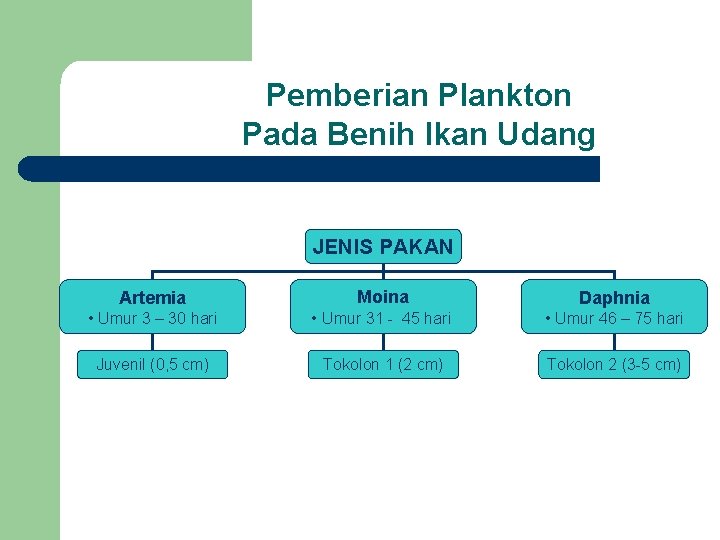 Pemberian Plankton Pada Benih Ikan Udang JENIS PAKAN Artemia Moina Daphnia • Umur 3