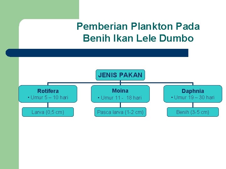 Pemberian Plankton Pada Benih Ikan Lele Dumbo JENIS PAKAN Rotifera Moina Daphnia • Umur