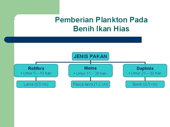 Pemberian Plankton Pada Benih Ikan Hias JENIS PAKAN Rotifera Moina Daphnia • Umur 5