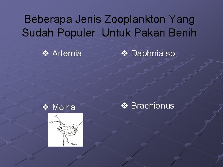 Beberapa Jenis Zooplankton Yang Sudah Populer Untuk Pakan Benih v Artemia v Daphnia sp