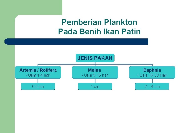 Pemberian Plankton Pada Benih Ikan Patin JENIS PAKAN Artemia / Rotifera Moina Daphnia •