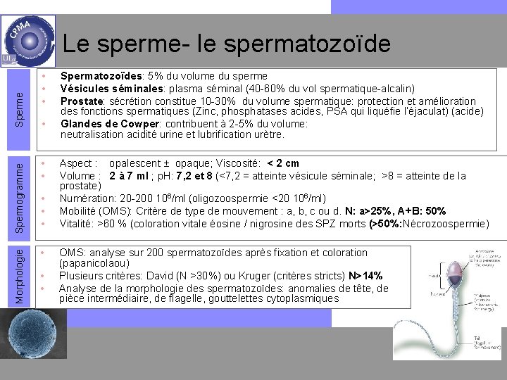 Morphologie Spermogramme Sperme Le sperme- le spermatozoïde • • • Spermatozoïdes: 5% du volume