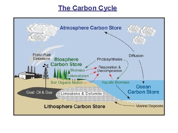 The Carbon Cycle 