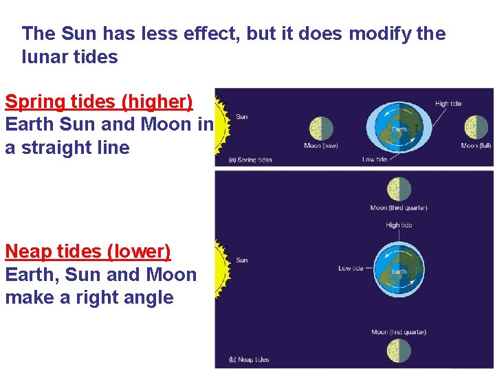 The Sun has less effect, but it does modify the lunar tides Spring tides