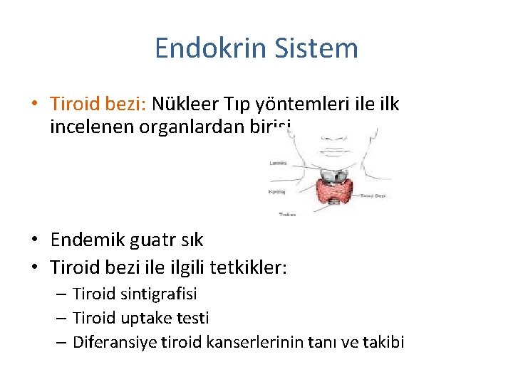 Endokrin Sistem • Tiroid bezi: Nükleer Tıp yöntemleri ile ilk incelenen organlardan birisi •