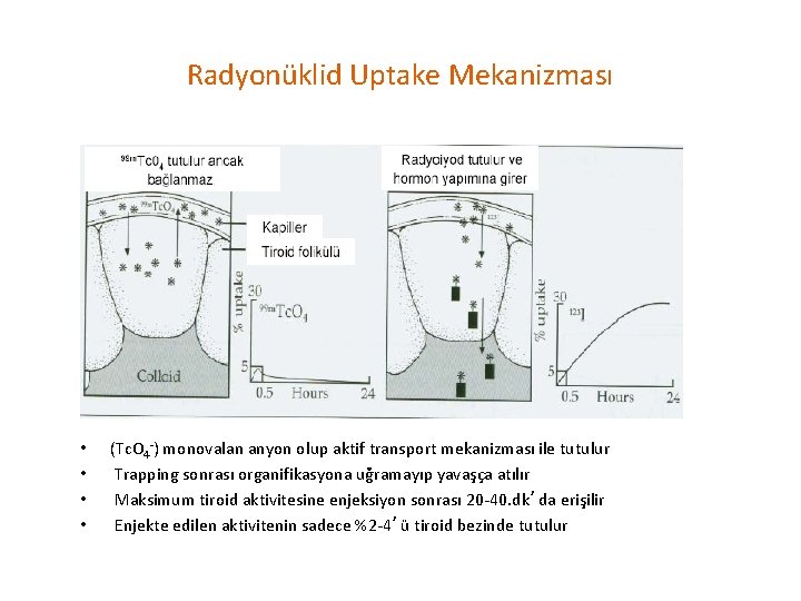 Radyonüklid Uptake Mekanizması • • (Tc. O 4 -) monovalan anyon olup aktif transport