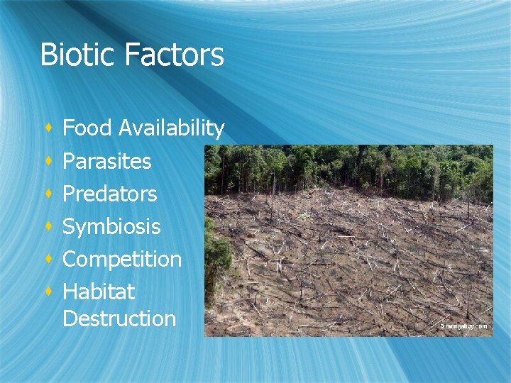 Biotic Factors s s s Food Availability Parasites Predators Symbiosis Competition Habitat Destruction 