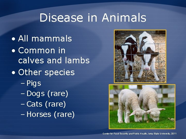 Disease in Animals • All mammals • Common in calves and lambs • Other