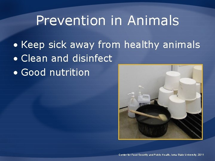 Prevention in Animals • Keep sick away from healthy animals • Clean and disinfect