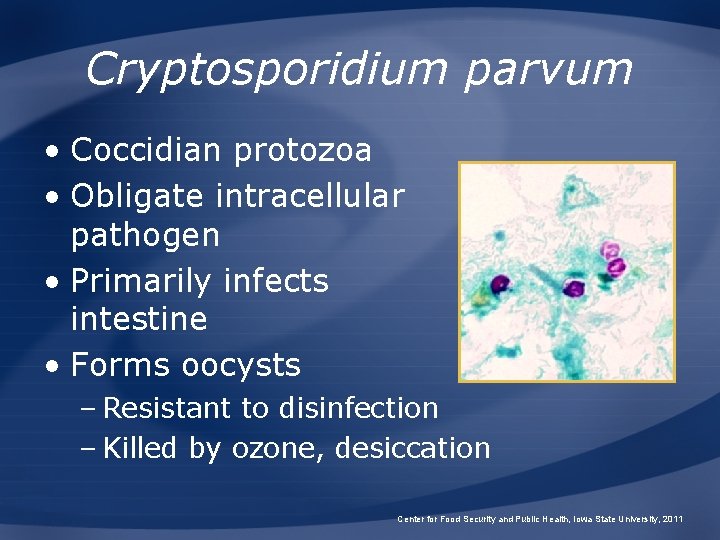 Cryptosporidium parvum • Coccidian protozoa • Obligate intracellular pathogen • Primarily infects intestine •
