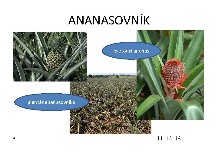 ANANASOVNÍK kvetoucí ananas plantáž ananasovníku • 11. 12. 13. 