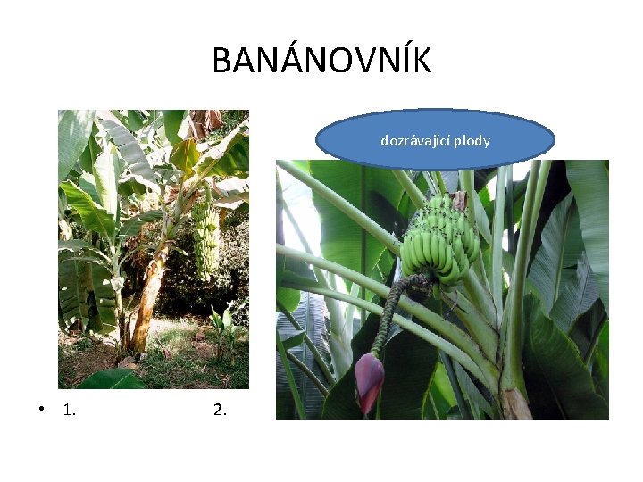 BANÁNOVNÍK dozrávající plody • 1. 2. 