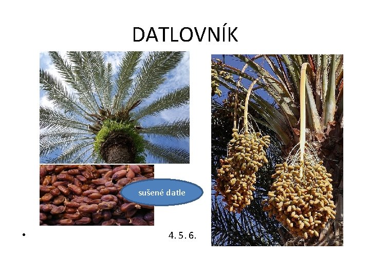 DATLOVNÍK sušené datle • 4. 5. 6. 