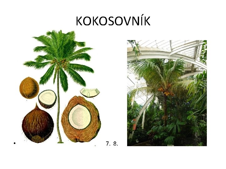 KOKOSOVNÍK • 7. 8. 