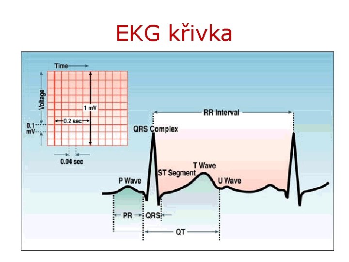 EKG křivka 