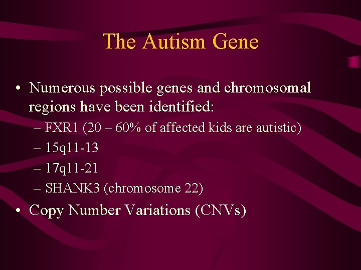 The Autism Gene • Numerous possible genes and chromosomal regions have been identified: –