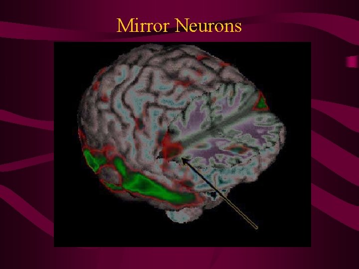 Mirror Neurons 