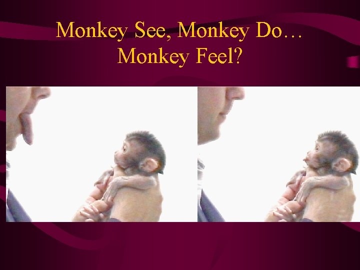 Monkey See, Monkey Do… Monkey Feel? 