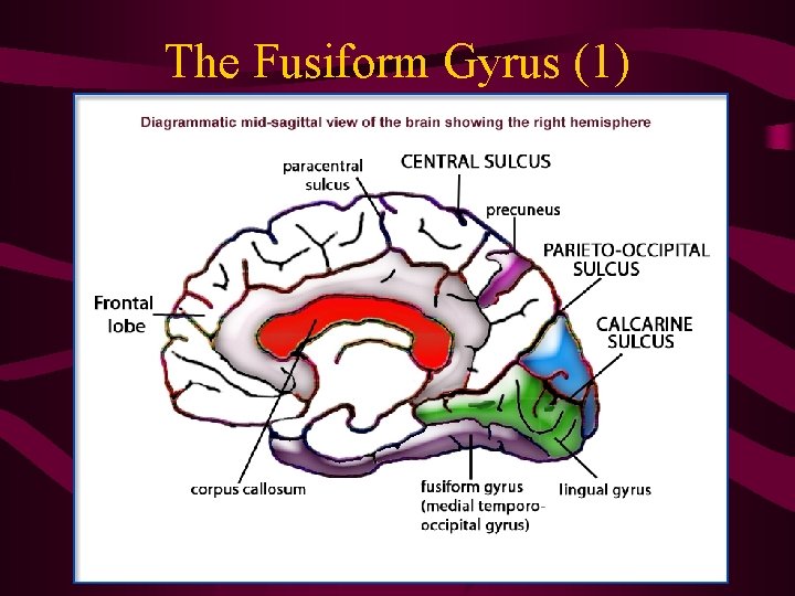 The Fusiform Gyrus (1) 