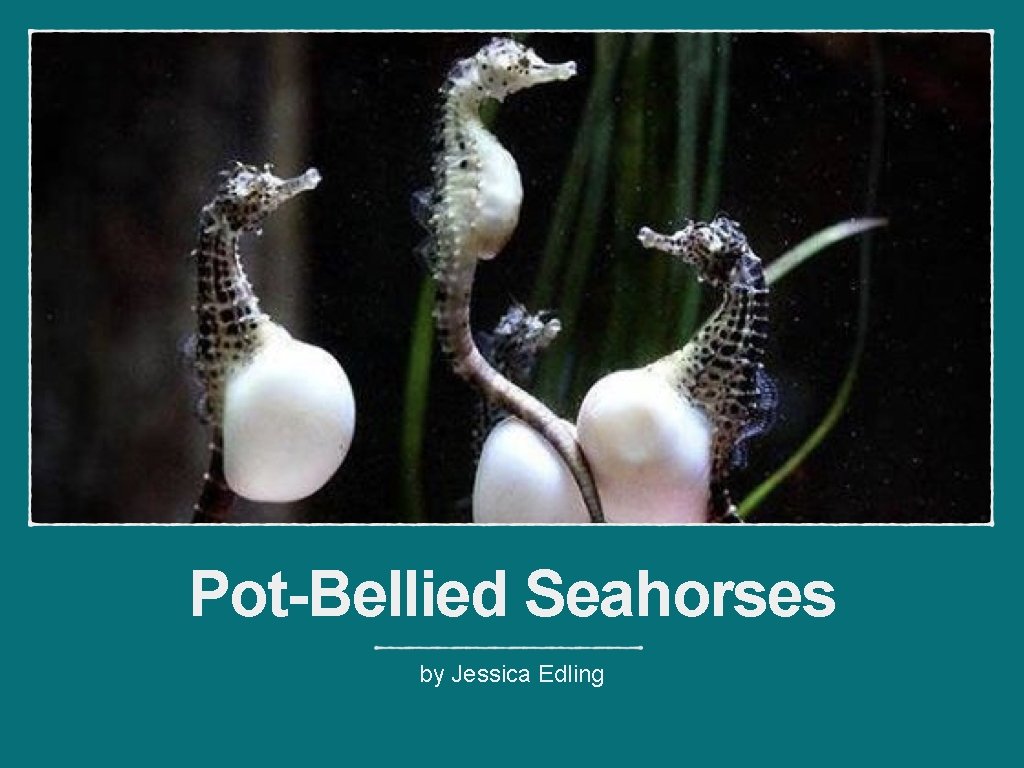 Pot-Bellied Seahorses by Jessica Edling 