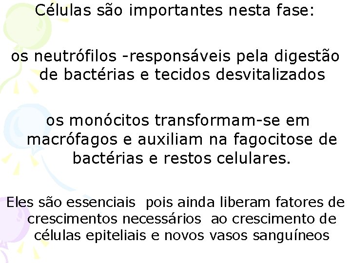 Células são importantes nesta fase: os neutrófilos -responsáveis pela digestão de bactérias e tecidos