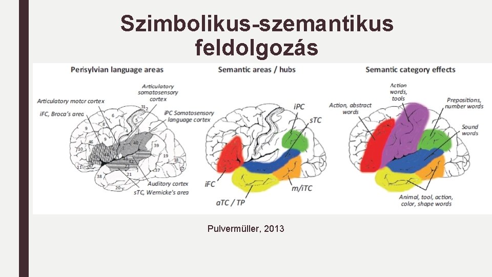 Szimbolikus-szemantikus feldolgozás Pulvermüller, 2013 