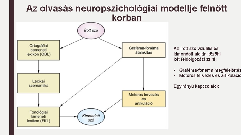 Az olvasás neuropszichológiai modellje felnőtt korban Az írott szó vizuális és kimondott alakja közötti