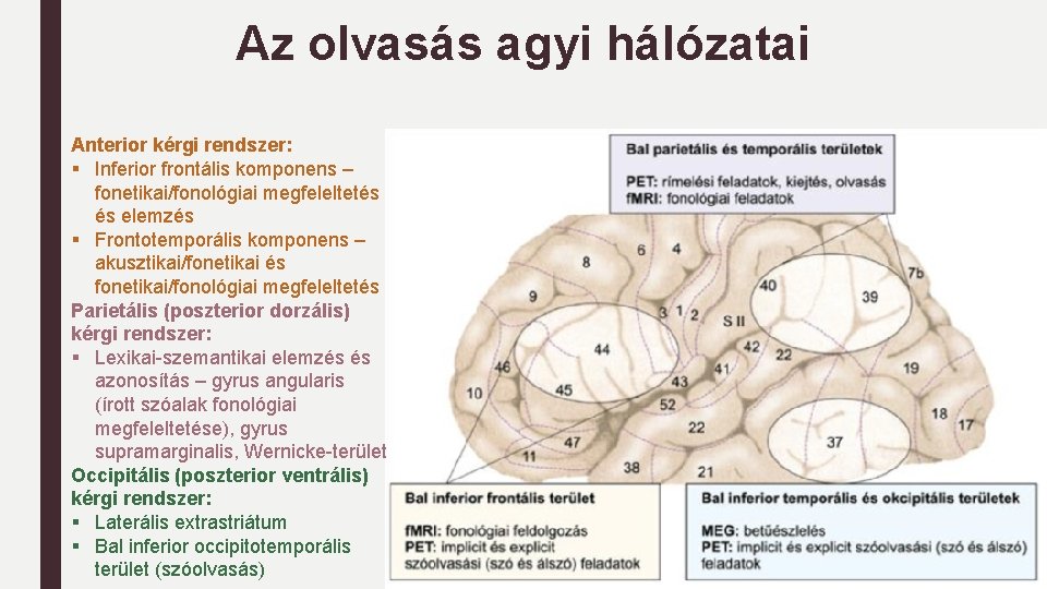Az olvasás agyi hálózatai Anterior kérgi rendszer: § Inferior frontális komponens – fonetikai/fonológiai megfeleltetés Az olvasás agyi hálózatai Anterior kérgi rendszer: § Inferior frontális komponens – fonetikai/fonológiai megfeleltetés