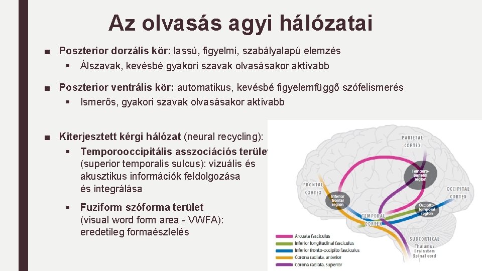 Az olvasás agyi hálózatai ■ Poszterior dorzális kör: lassú, figyelmi, szabályalapú elemzés § Álszavak,