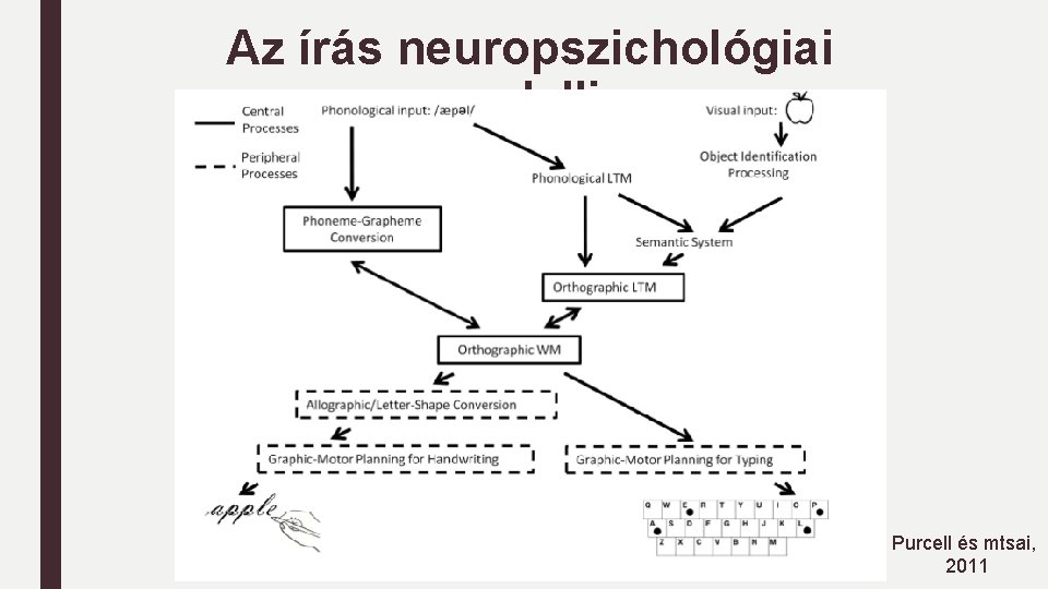 Az írás neuropszichológiai modellje Purcell és mtsai, 2011 