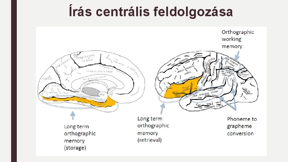 Írás centrális feldolgozása Írás centrális feldolgozása