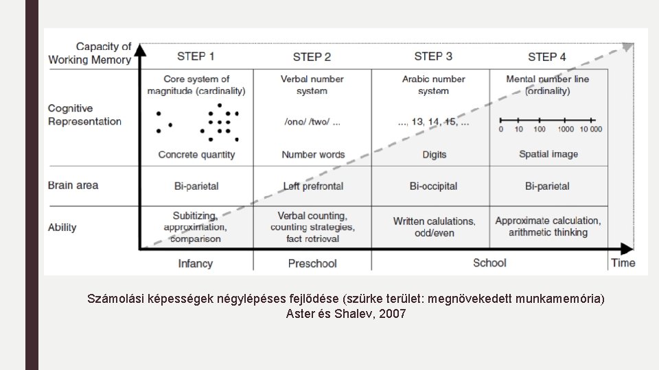 Számolási képességek négylépéses fejlődése (szürke terület: megnövekedett munkamemória) Aster és Shalev, 2007 