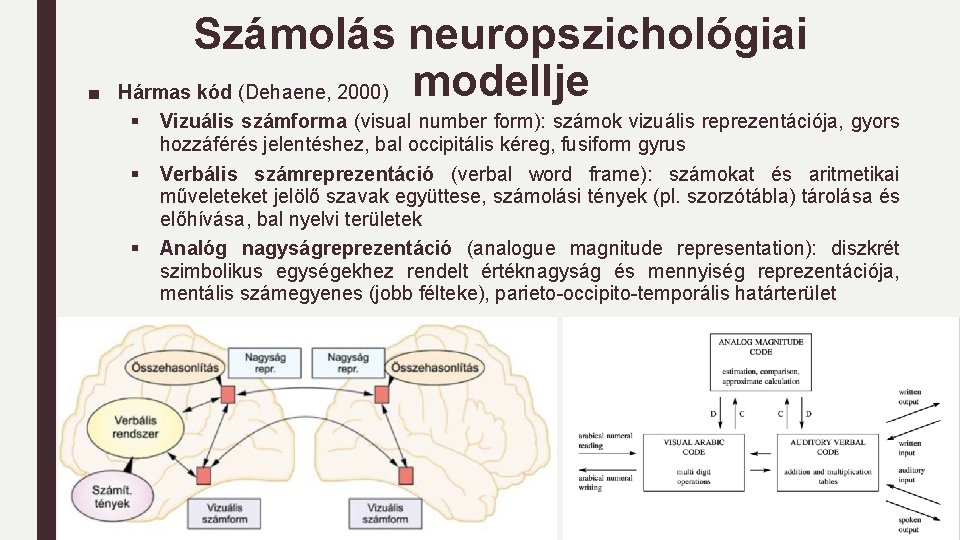 ■ Számolás neuropszichológiai Hármas kód (Dehaene, 2000) modellje § § § Vizuális számforma (visual ■ Számolás neuropszichológiai Hármas kód (Dehaene, 2000) modellje § § § Vizuális számforma (visual