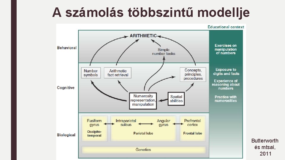 A számolás többszintű modellje Butterworth és mtsai, 2011 