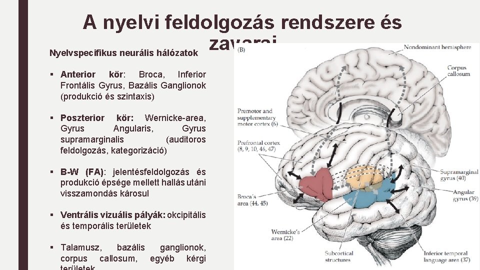 A nyelvi feldolgozás rendszere és zavarai Nyelvspecifikus neurális hálózatok § Anterior kör: Broca, Inferior