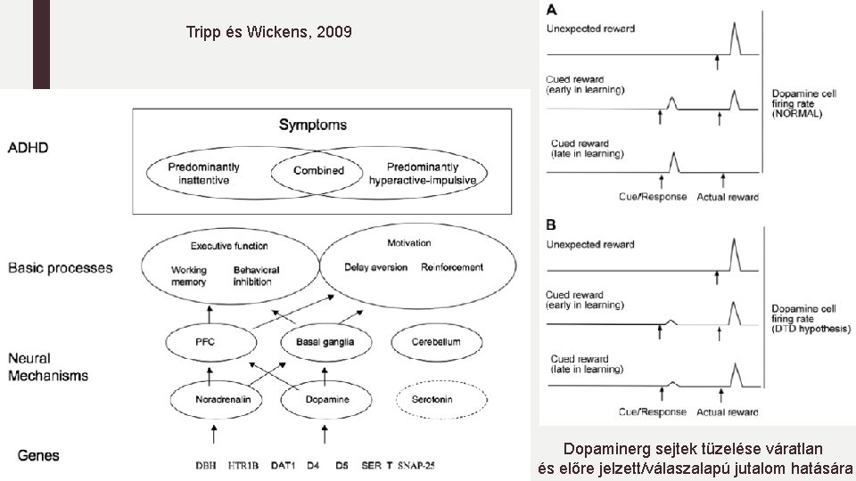 Tripp és Wickens, 2009 Dopaminerg sejtek tüzelése váratlan és előre jelzett/válaszalapú jutalom hatására 