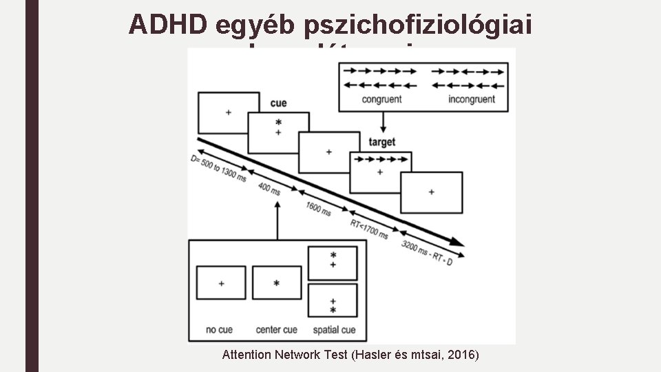 ADHD egyéb pszichofiziológiai korrelátumai Attention Network Test (Hasler és mtsai, 2016) 