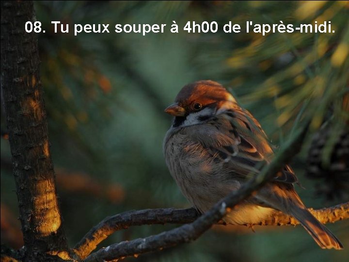 08. Tu peux souper à 4 h 00 de l'après-midi. 